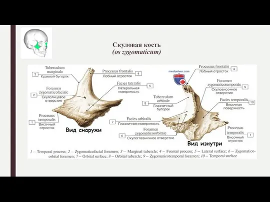 Скуловая кость (os zygomaticum)