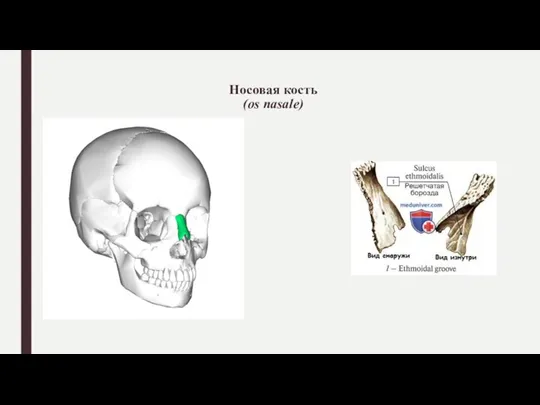 Носовая кость (os nasale)