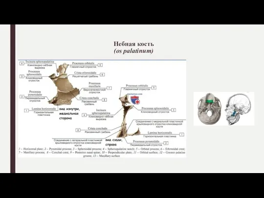 Небная кость (os palatinum)