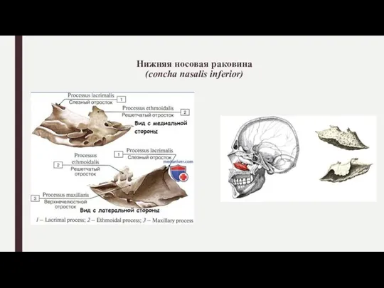 Нижняя носовая раковина (concha nasalis inferior)