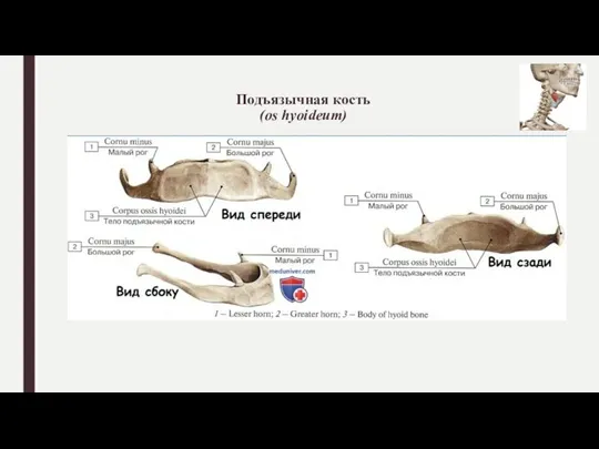 Подъязычная кость (os hyoideum)