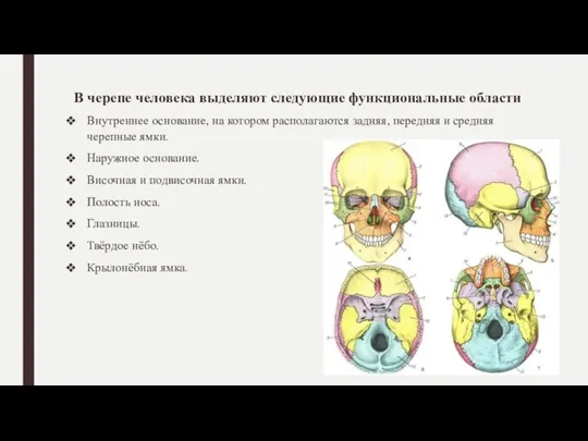 В черепе человека выделяют следующие функциональные области Внутреннее основание, на котором располагаются