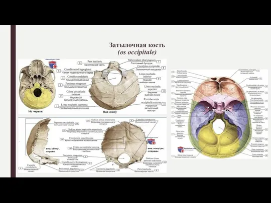 Затылочная кость (os occipitale)
