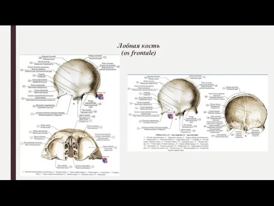 Лобная кость (os frontale)