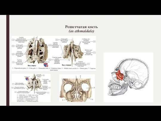 Решетчатая кость (os ethmoidale)