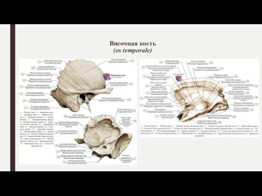 Височная кость (os temporale)