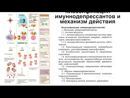 Классификация имуннодепрессантов и механизм действия