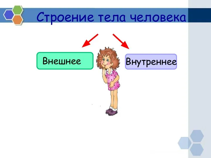 Строение тела человека Внешнее Внутреннее