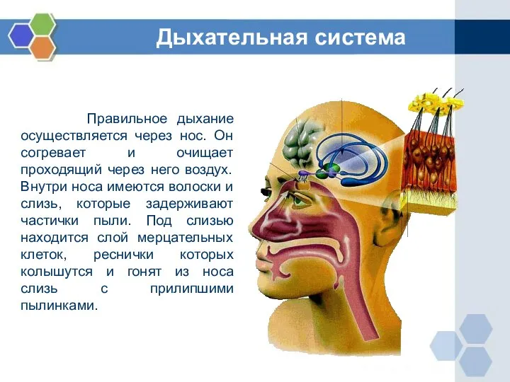 Правильное дыхание осуществляется через нос. Он согревает и очищает проходящий через него