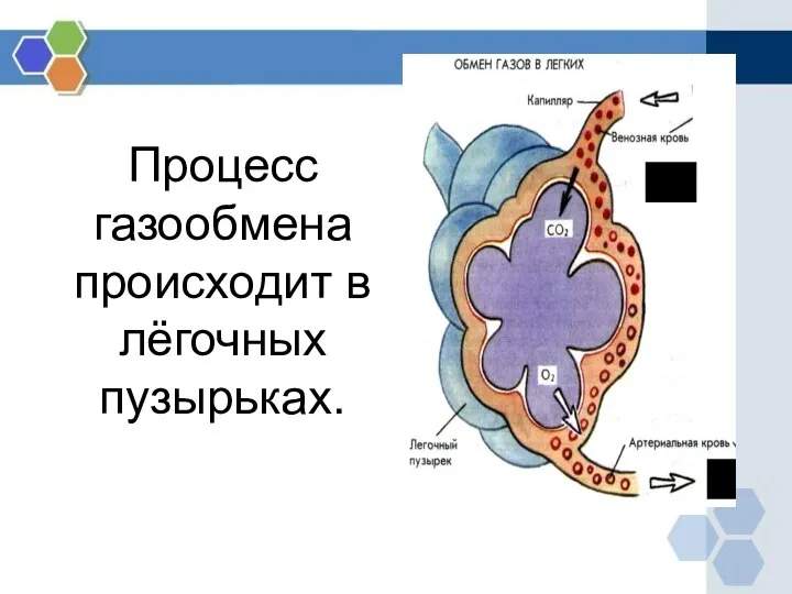 Процесс газообмена происходит в лёгочных пузырьках.