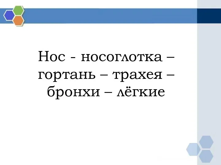 Нос - носоглотка – гортань – трахея – бронхи – лёгкие