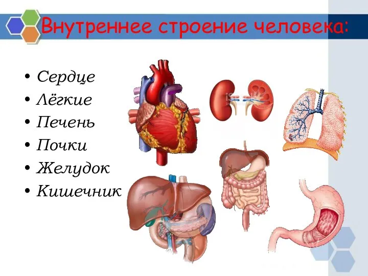 Сердце Лёгкие Печень Почки Желудок Кишечник Внутреннее строение человека: