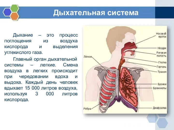 Дыхание – это процесс поглощения из воздуха кислорода и выделения углекислого газа.