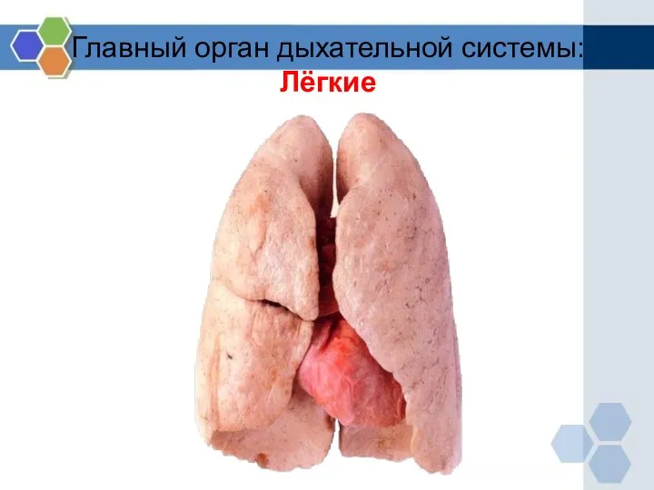 Главный орган дыхательной системы: Лёгкие