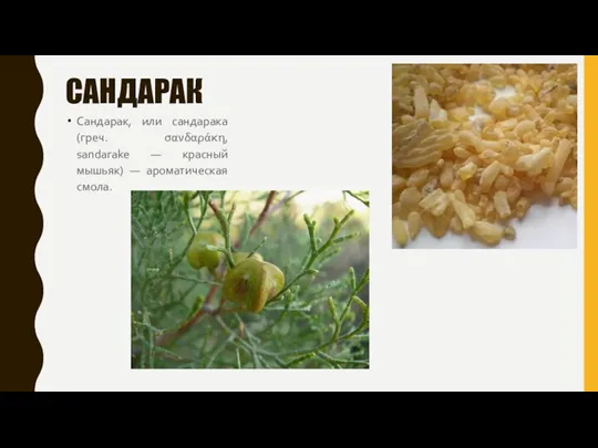 САНДАРАК Сандарак, или сандарака (греч. σανδαράκη, sandarake — красный мышьяк) — ароматическая смола.
