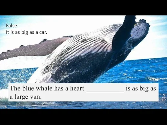 The blue whale has a heart ___________ is as big as a