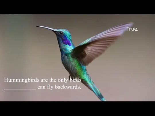 Hummingbirds are the only birds ___________ can fly backwards. True.