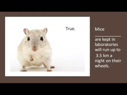 Mice ___________ are kept in laboratories will run up to 3.5 km