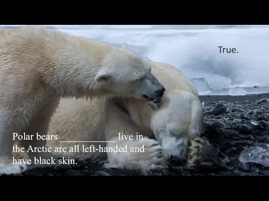 Polar bears ___________ live in the Arctic are all left-handed and have black skin. True.