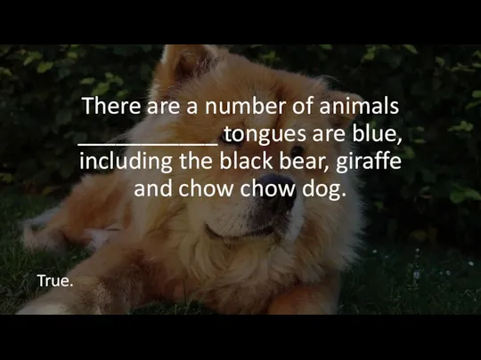 There are a number of animals ___________ tongues are blue, including the