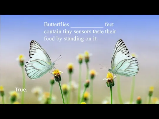 Butterflies ___________ feet contain tiny sensors taste their food by standing on it. True.