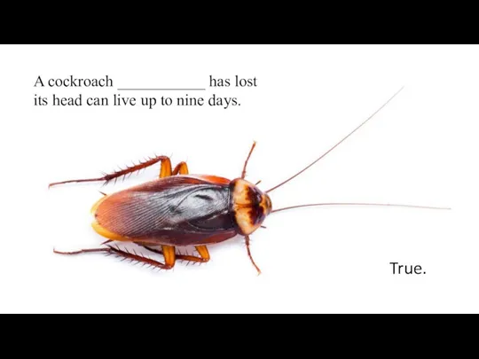 A cockroach ___________ has lost its head can live up to nine days. True.