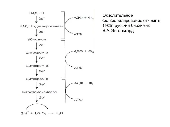 Окислительное фосфорилирование открыл в 1931г. русский биохимик В.А. Энгельгард