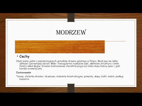 Modrzew Cechy Obok sosny jeden z popularniejszych gatunków drewna iglastego w Polsce.