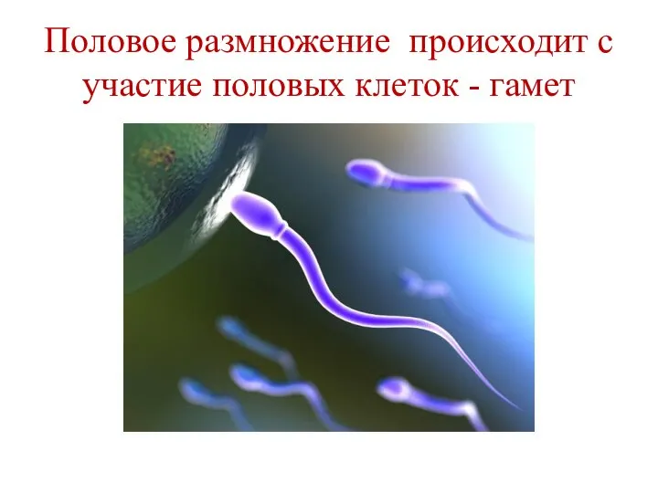Половое размножение происходит с участие половых клеток - гамет