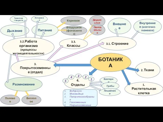 Воздушное (фотосинтез) Корневое Внутреннее (клеточно-тканевое) Внешнее Половое Бесполое 4. Отделы Размножение 3.1.