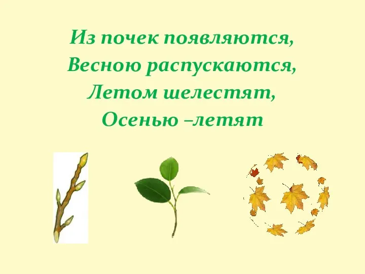 Из почек появляются, Весною распускаются, Летом шелестят, Осенью –летят