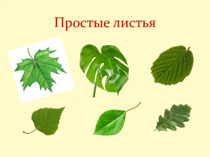 Простые листья