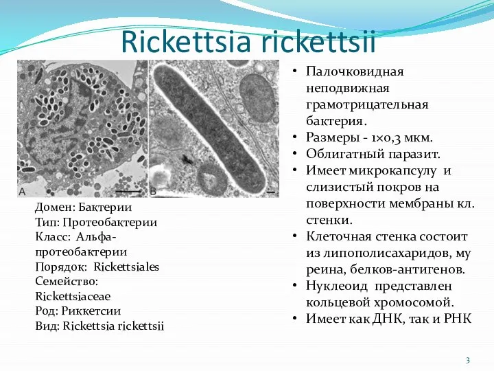 Rickettsia rickettsii Палочковидная неподвижная грамотрицательная бактерия. Размеры - 1×0,3 мкм. Облигатный паразит.