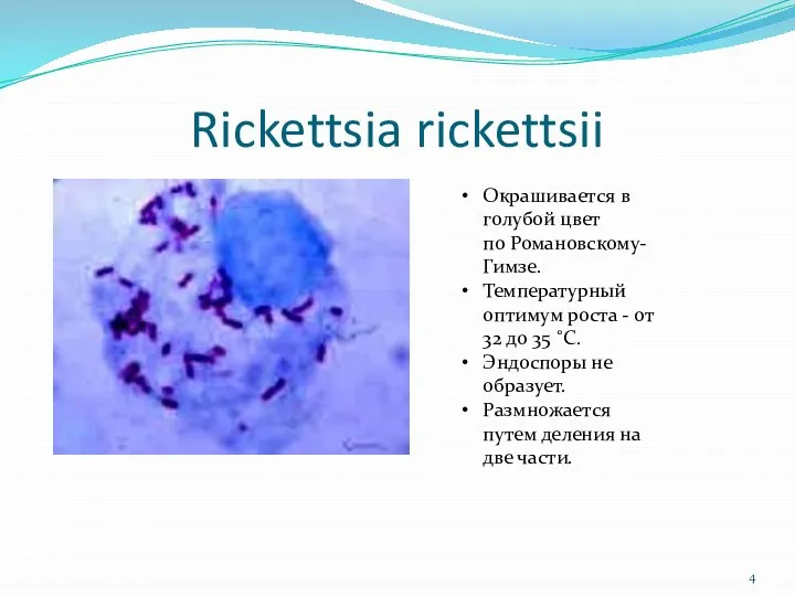 Rickettsia rickettsii Окрашивается в голубой цвет по Романовскому-Гимзе. Температурный оптимум роста -