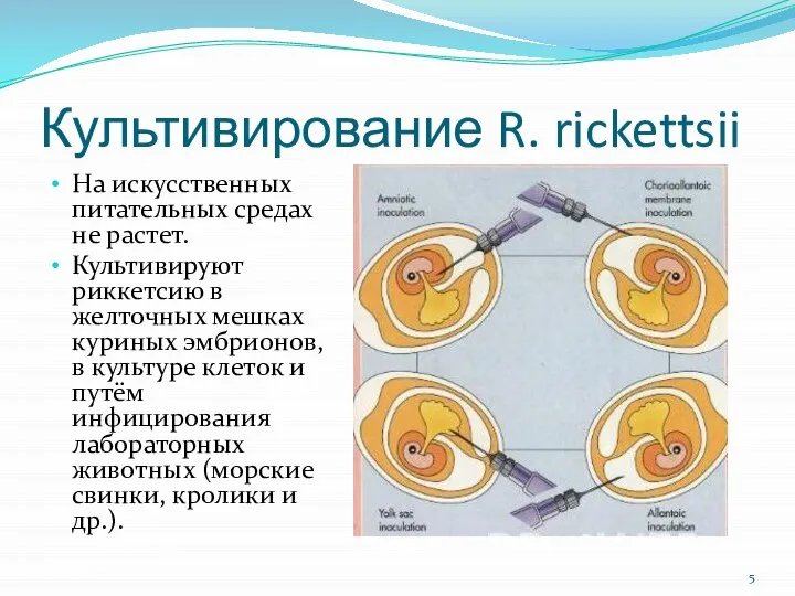 Культивирование R. rickettsii На искусственных питательных средах не растет. Культивируют риккетсию в