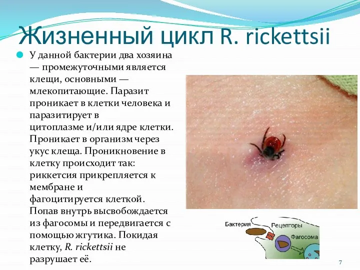 Жизненный цикл R. rickettsii У данной бактерии два хозяина — промежуточными является