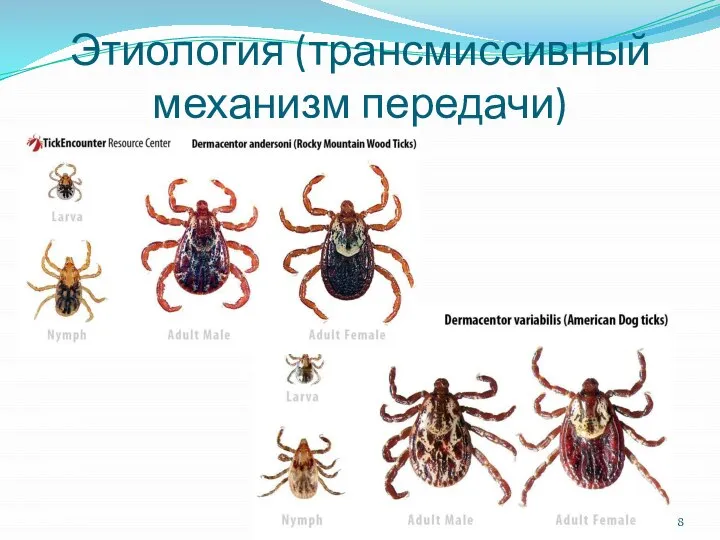 Этиология (трансмиссивный механизм передачи)