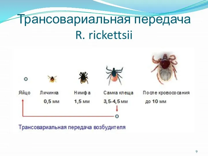 Трансовариальная передача R. rickettsii