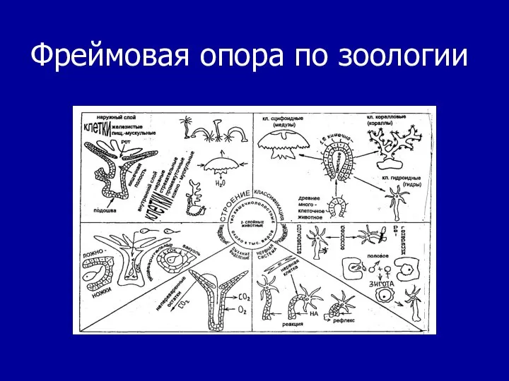 Фреймовая опора по зоологии