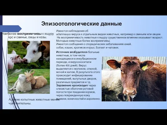 Эпизоотологические данные Наиболее восприимчивы к ящуру крс и свиньи, овцы и козы.