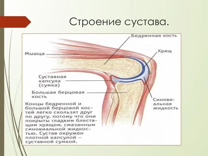 Строение сустава.