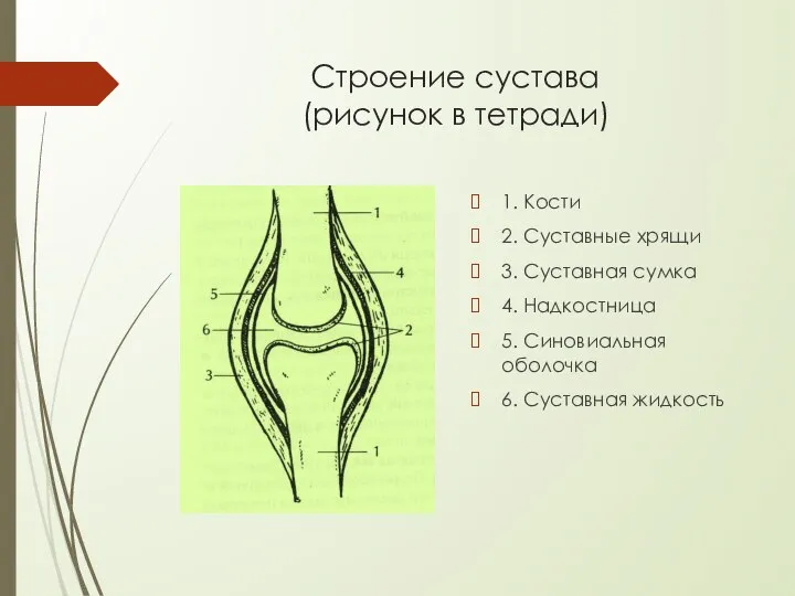 Строение сустава (рисунок в тетради) 1. Кости 2. Суставные хрящи 3. Суставная