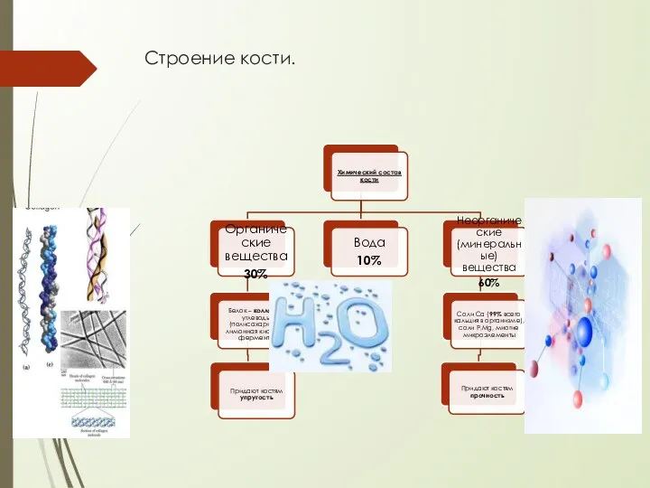 Строение кости.