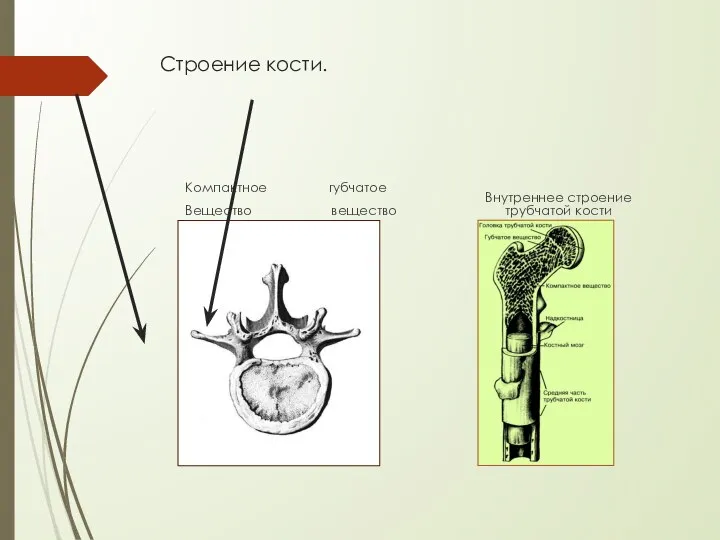 Строение кости. Компактное губчатое Вещество вещество Внутреннее строение трубчатой кости