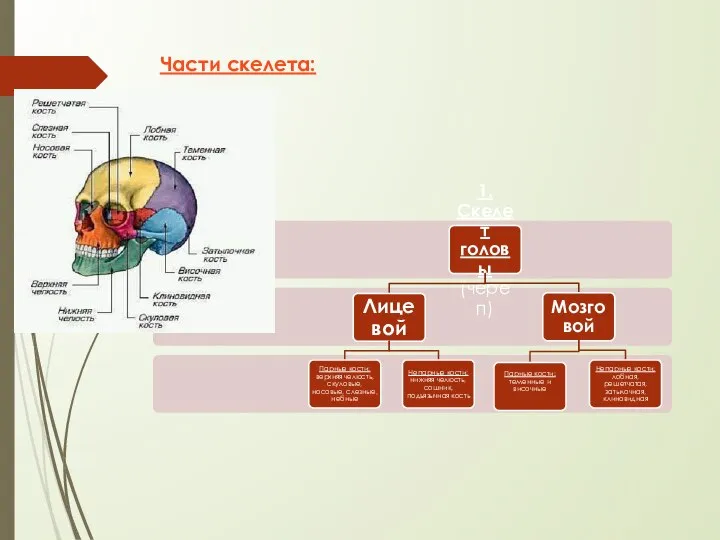 Части скелета: