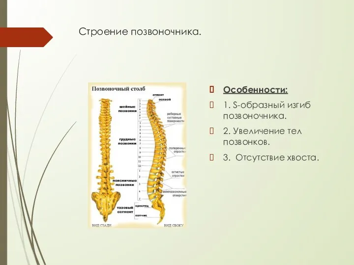 Строение позвоночника. Особенности: 1. S-образный изгиб позвоночника. 2. Увеличение тел позвонков. 3. Отсутствие хвоста.