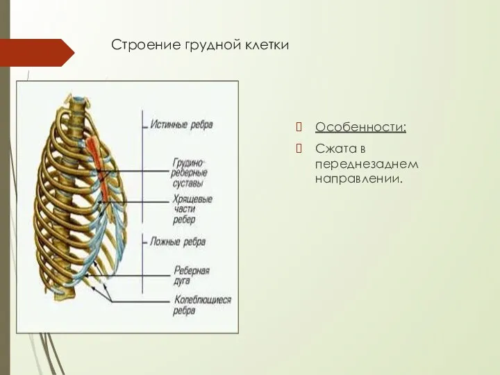 Строение грудной клетки Особенности: Сжата в переднезаднем направлении.