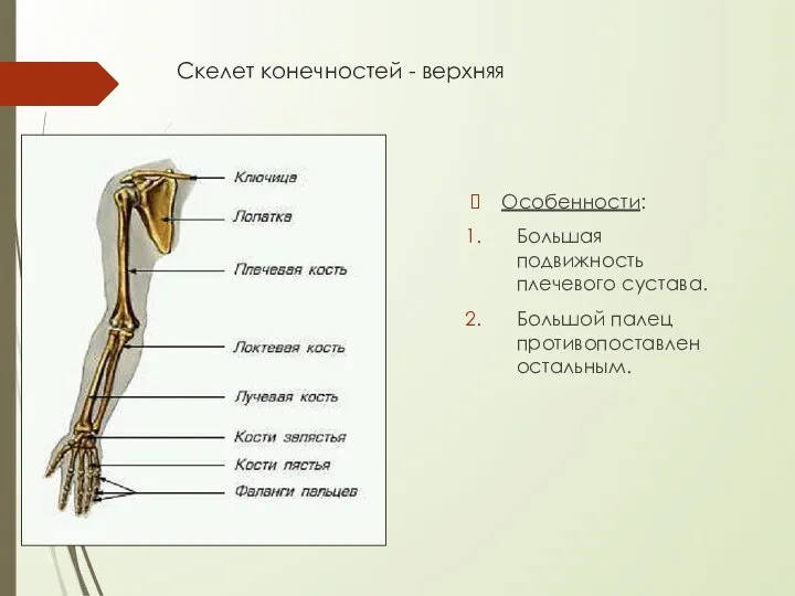 Скелет конечностей - верхняя Особенности: Большая подвижность плечевого сустава. Большой палец противопоставлен остальным.