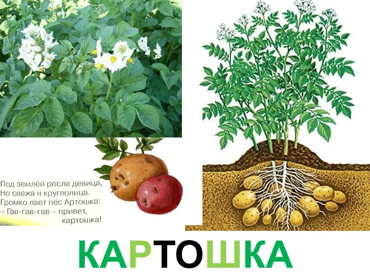 КАРТОШКА