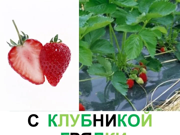 С КЛУБНИКОЙ ГРЯДКИ